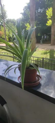 don de plantes