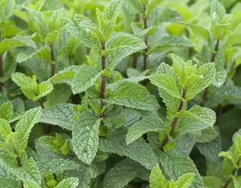 3 tiges racinées de menthe verte