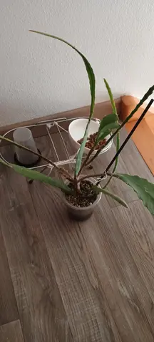 plantes