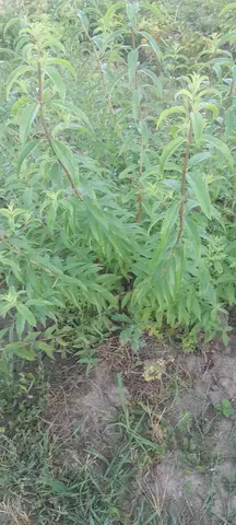 verveine fraîche en branche