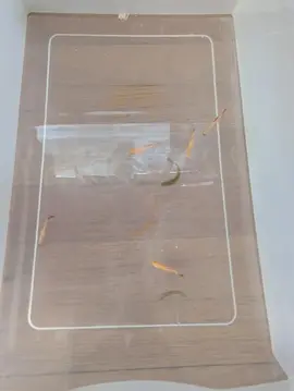 lot de poissons type guppys