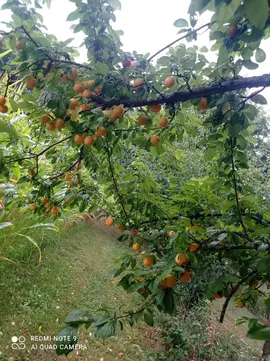 prunes jaunes et rouges