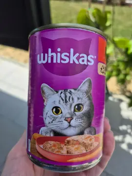 boîtes pour chats