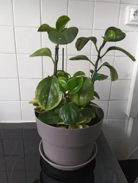peperomia