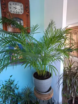 plante verte