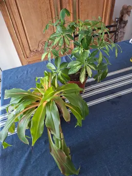 plantes vertes