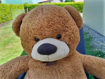 Ours en peluche