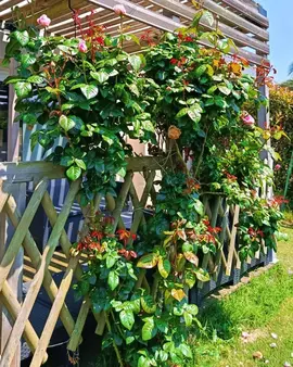 cherche don , gros bacs à fleurs !