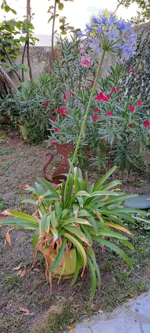 agapanthe