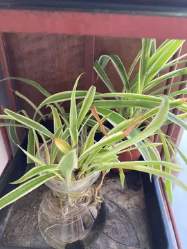 boutures chlorophytum