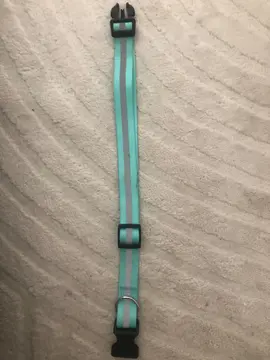 collier chien