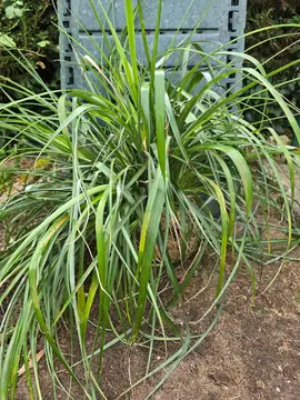 plante verte et rosiers