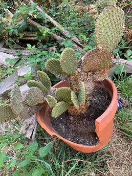 Cactus