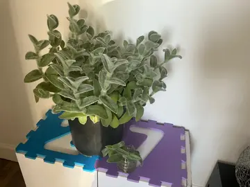 Donne bouture ( pas la plante )