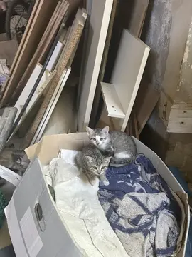 Quatres petits chats a peine sevés
