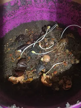 lombricomposteur avec lombrics