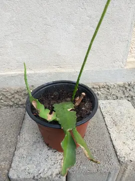 plante epiphyllum en pot