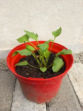 plant épinard fraise