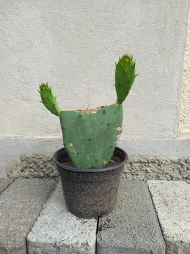 petit figuier de barbarie en pot