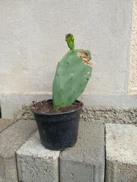 petit figuier de barbarie en pot N°2