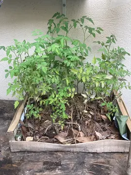 Plants de tomates