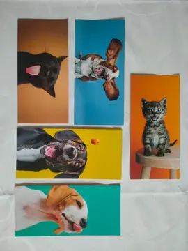 Cartes doubles animaux "SPA"