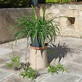 Chlorophytum : plante verte d'intérieur