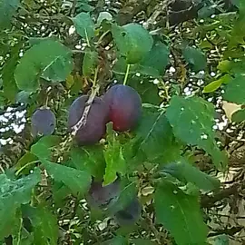 Prunes bio