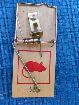 tapette à souris