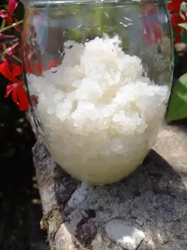 Grains de Kéfir