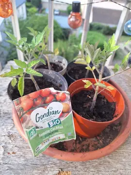 Plants de tomates cocktail