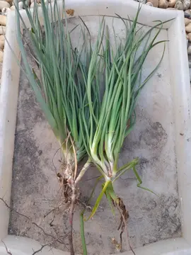 pousses de bulbine