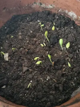 pousses de courges divers