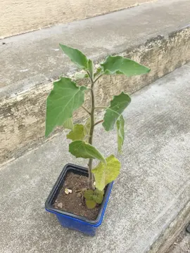 Physalis