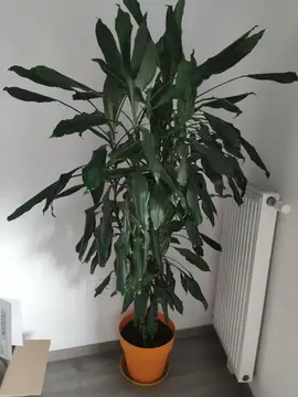 grande plante Dracaena Janet