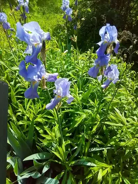 Fleur Iris