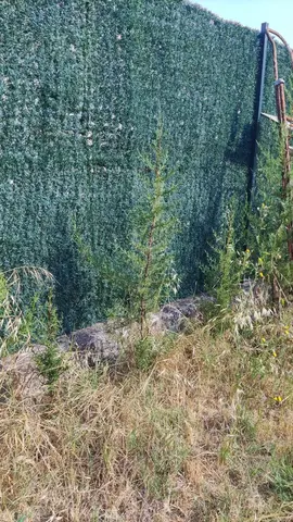 17 cyprès provençaux