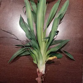 pousse yucca