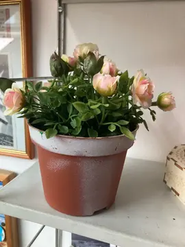 fausse plante