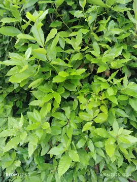 donne : - feuilles de laurier sauce, feuilles de mélisse, romarin.
