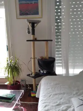 arbre à chats