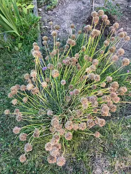 graines de ciboulette