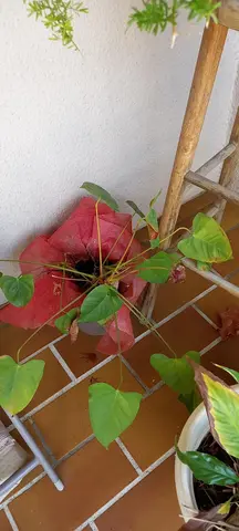 plante