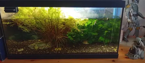 Donne escargots et végétation pour aquarium