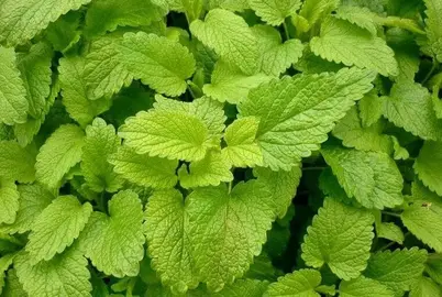 plant de mélisse citronnée