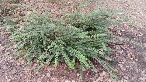 Végétaux, jardin, haies,
