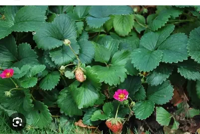 pied de fraise
