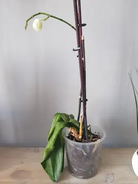 orchidée