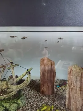 Poissons d'aquarium