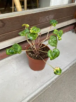 donne plante